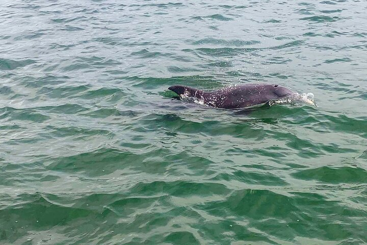 Private 2-Hour Dolphin Watching Cruise in St. Petersburg, FL - Photo 1 of 9